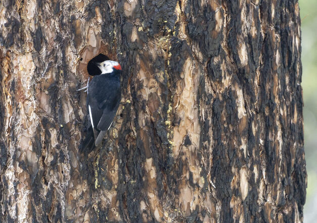 Woodpecker
