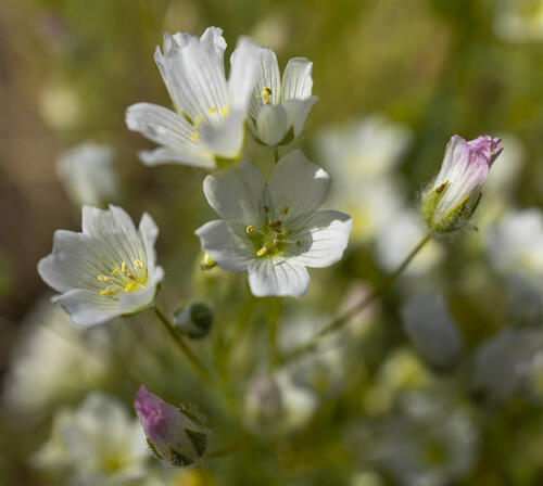 White Meadowfoam
