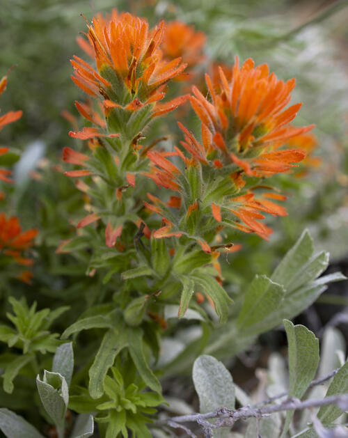 Paintbrush