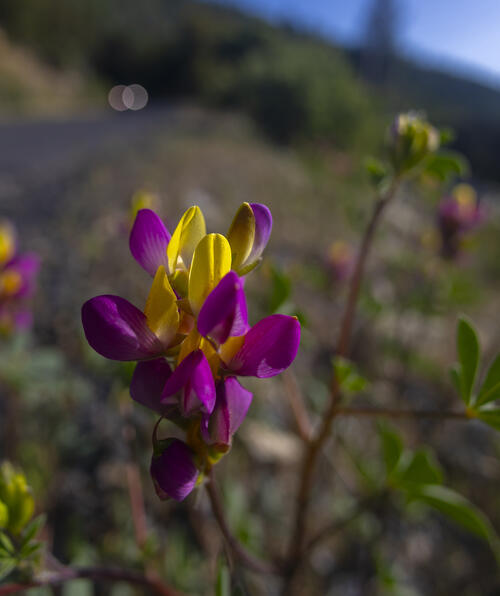 Harlequin Lupine