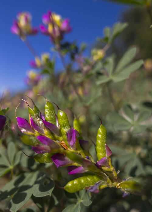Seed Pods