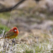 Western Tanager