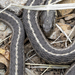 Garter Snake