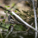 Birding While Katie Rests