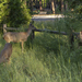 Deer In the Parking Lot