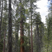 The First Sequoia