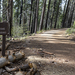 Tuolumne Grove