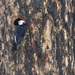 Woodpecker