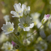 White Meadowfoam