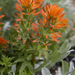 Paintbrush