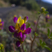 Harlequin Lupine