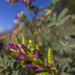 Seed Pods