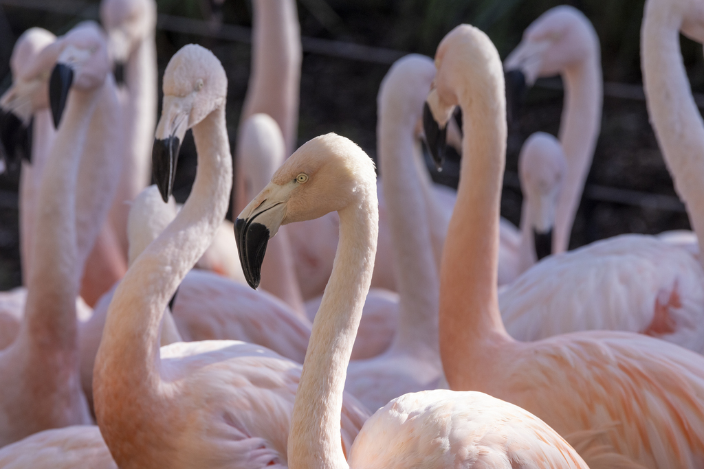 Flamingos