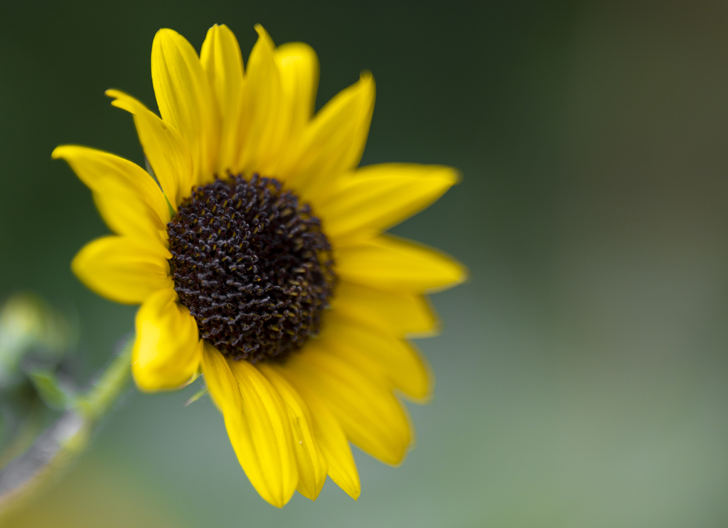 Sun FLower