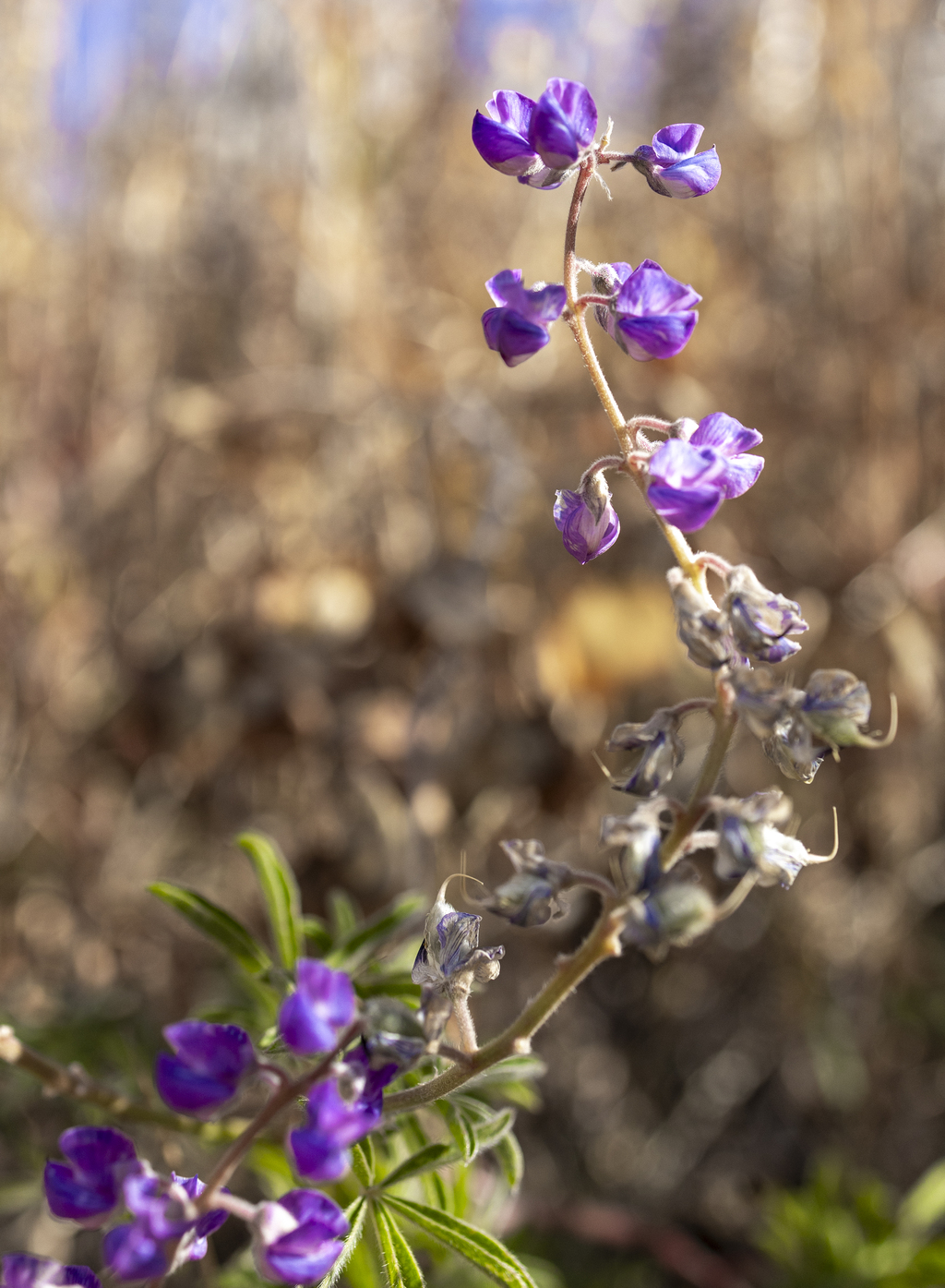 Late Lupine