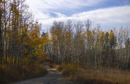 Leaves are Dropping