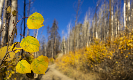 Golden Trail