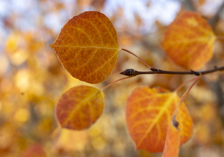 Unexpected Fall Colors Hike