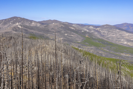Burn Scar
