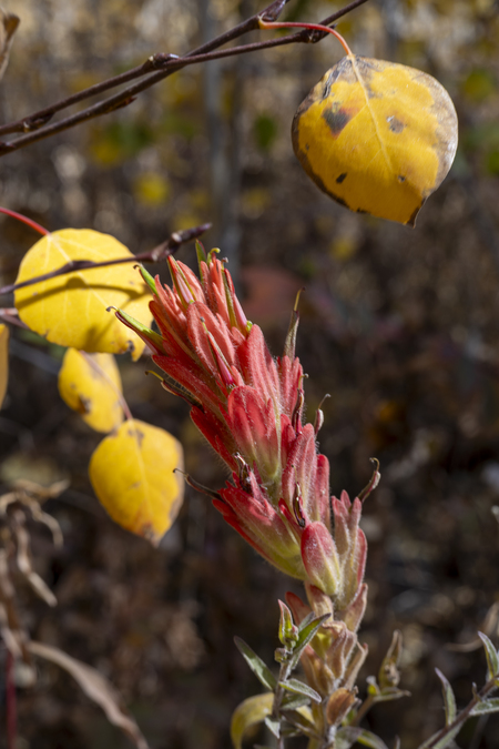 Late Paintbrush