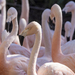 Flamingos