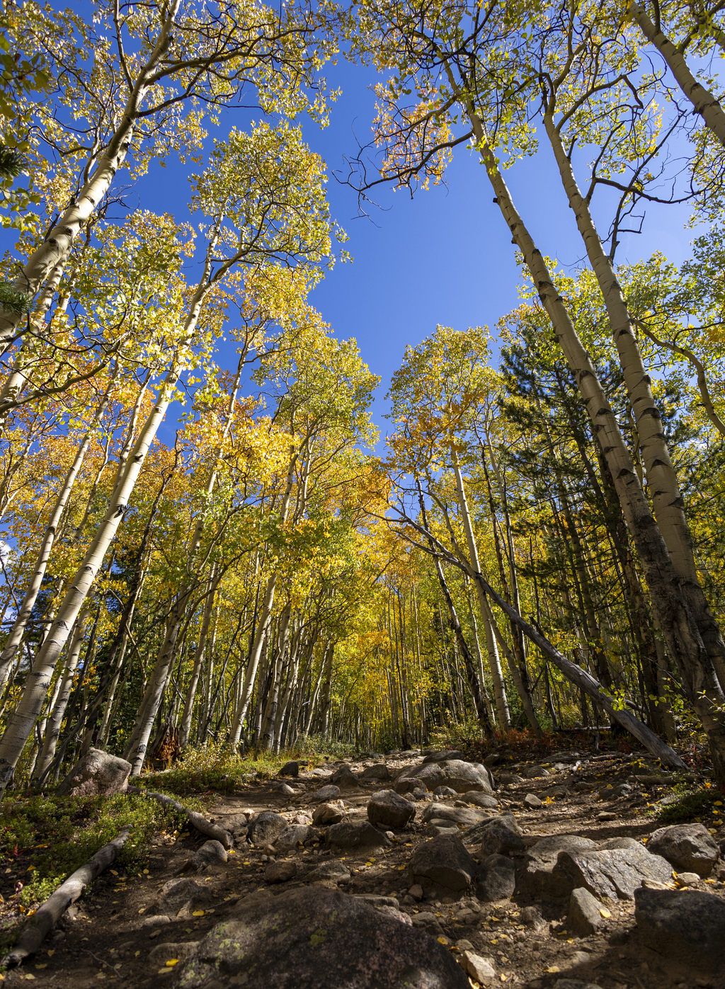 Trail Full of Aspens