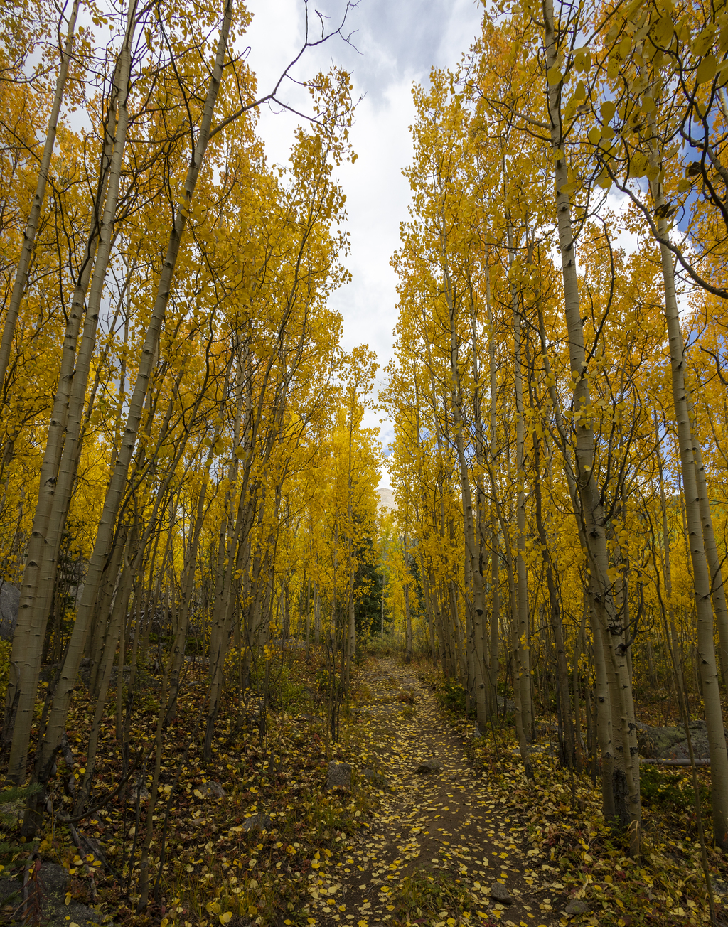 Golden Trail