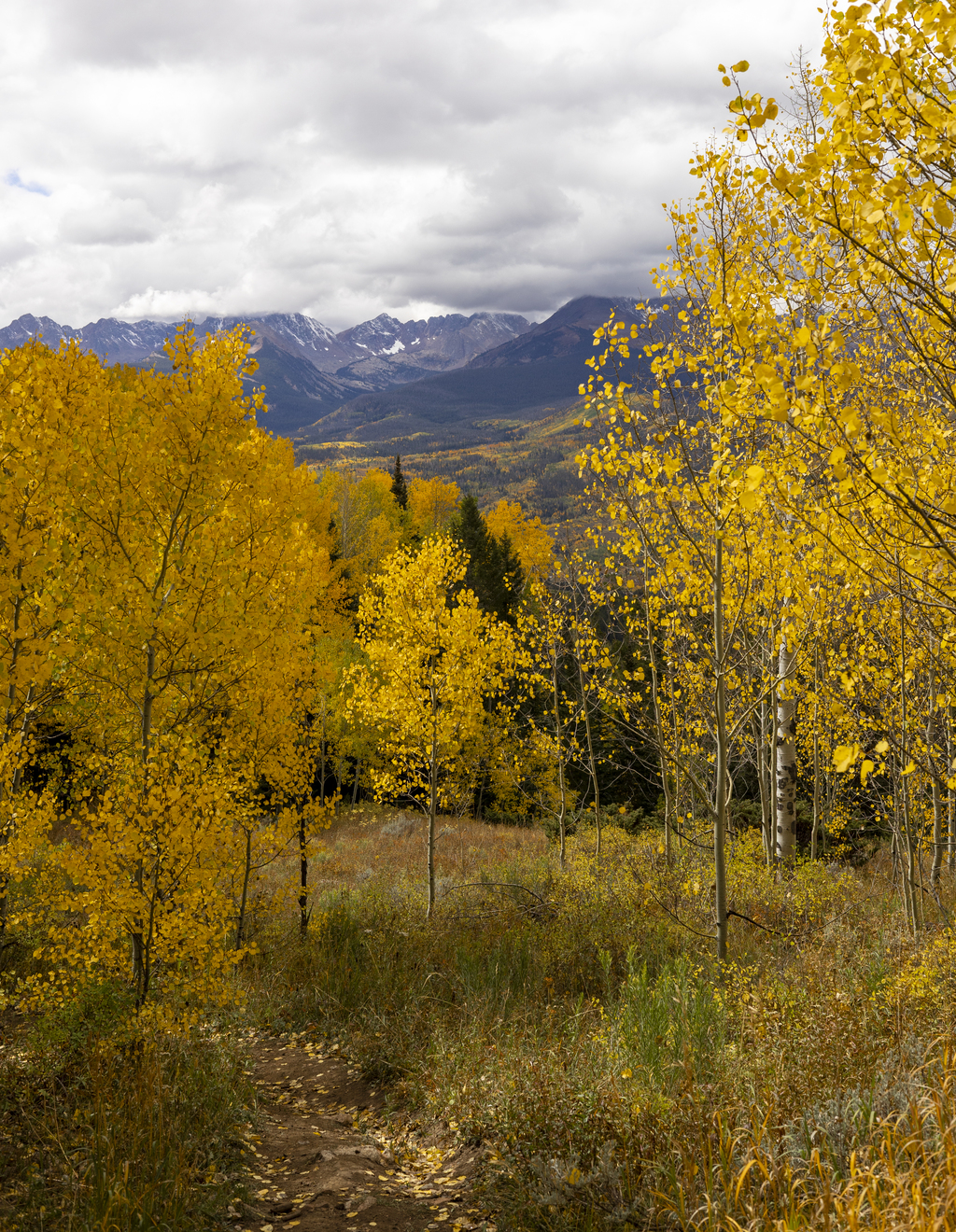 Golden Aspens