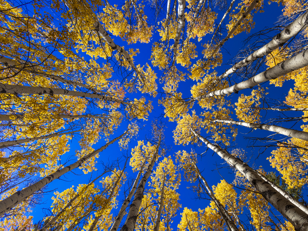 Reaching to the Sky