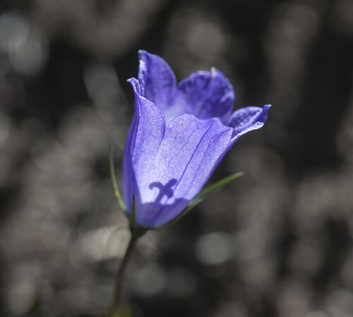 Upright Harebell