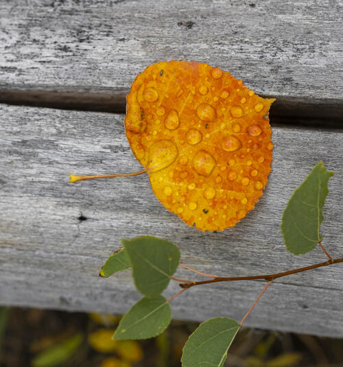Bright Orange