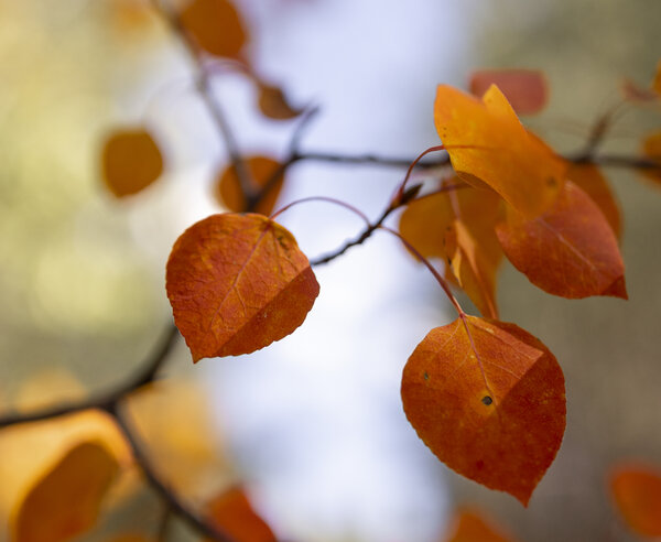 Fall Colors Hunt in Guanella Pass