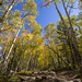 Trail Full of Aspens