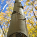 Eye of the Tree