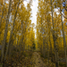 Golden Trail