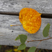 Bright Orange