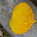 Mornign Dew