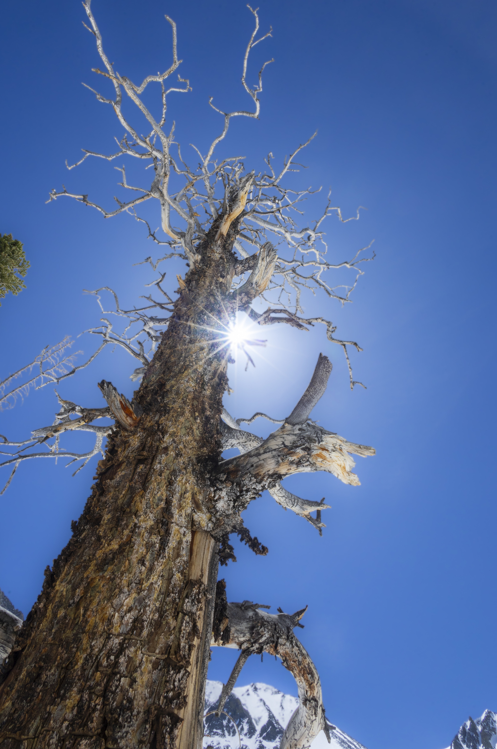 Dead Tree