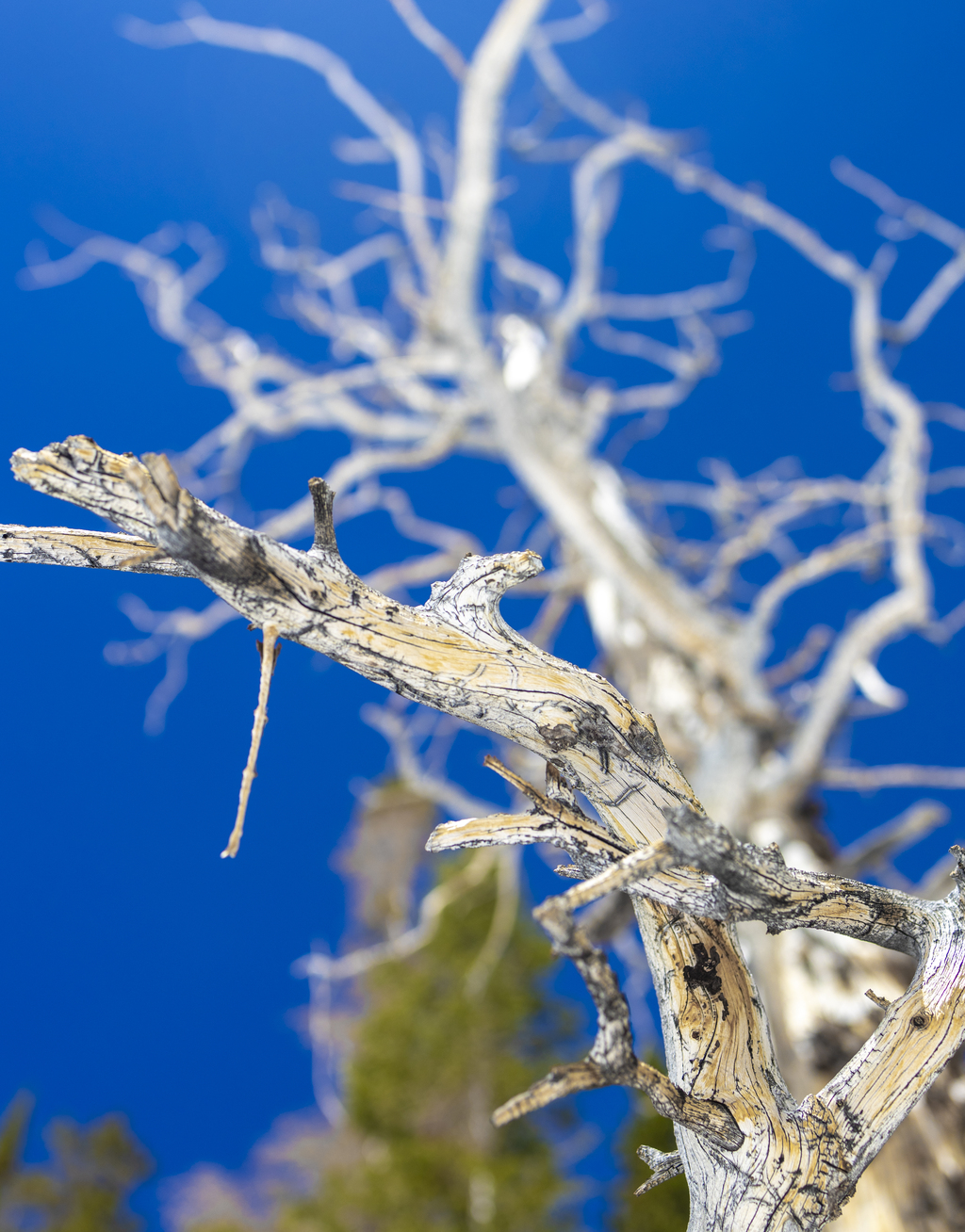 White Bark