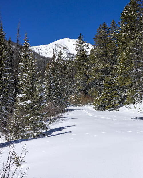Meadow Opening