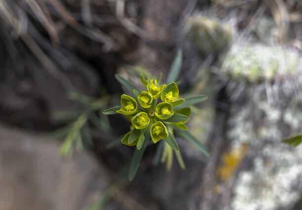 Young Spurge