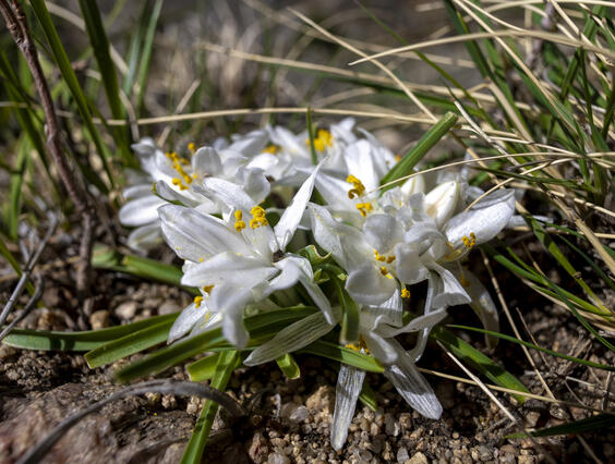 Sand Lillys