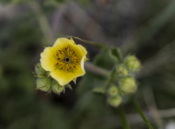 Sticky Cinquefoil