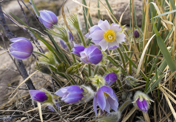 Pasque Flowers