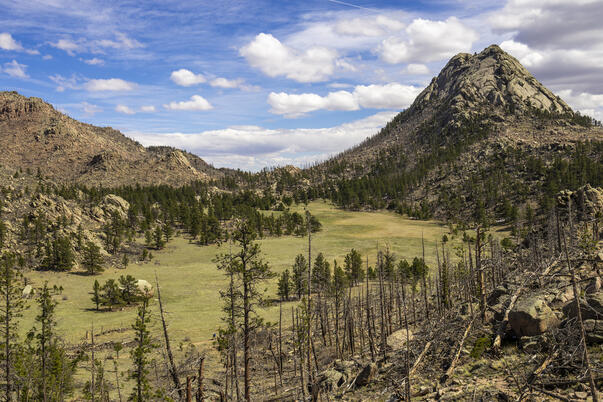 Grey Rock Meadow