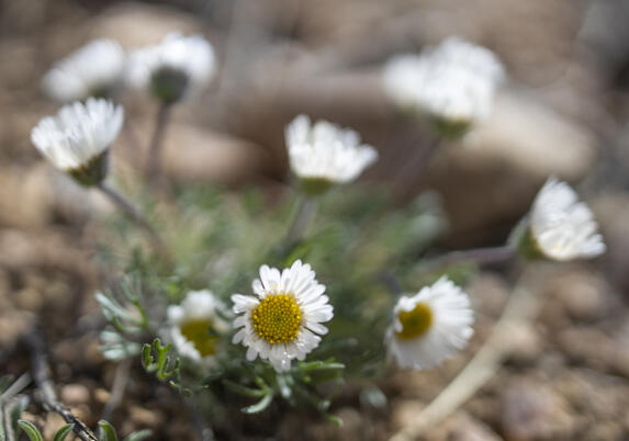 Fleabane