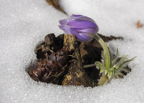 Out of the Snow