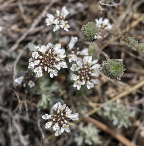 Wild Candytuft