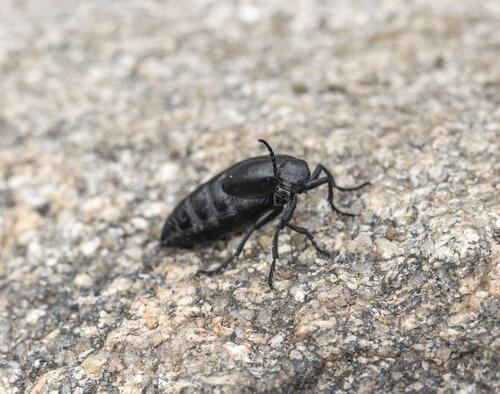 Oil Beetle
