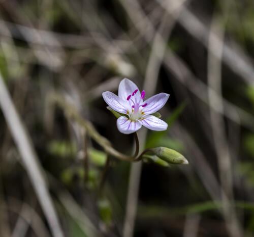Spring Beauty